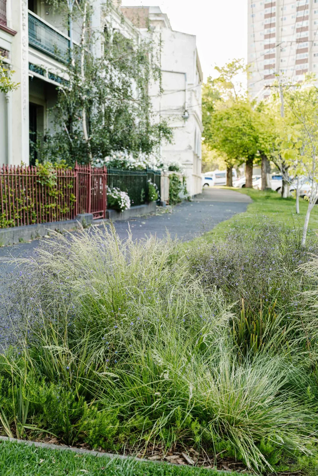 Native grasses and shrubs on a suburban nature strip, softening the footpath beside heritage terraces.
