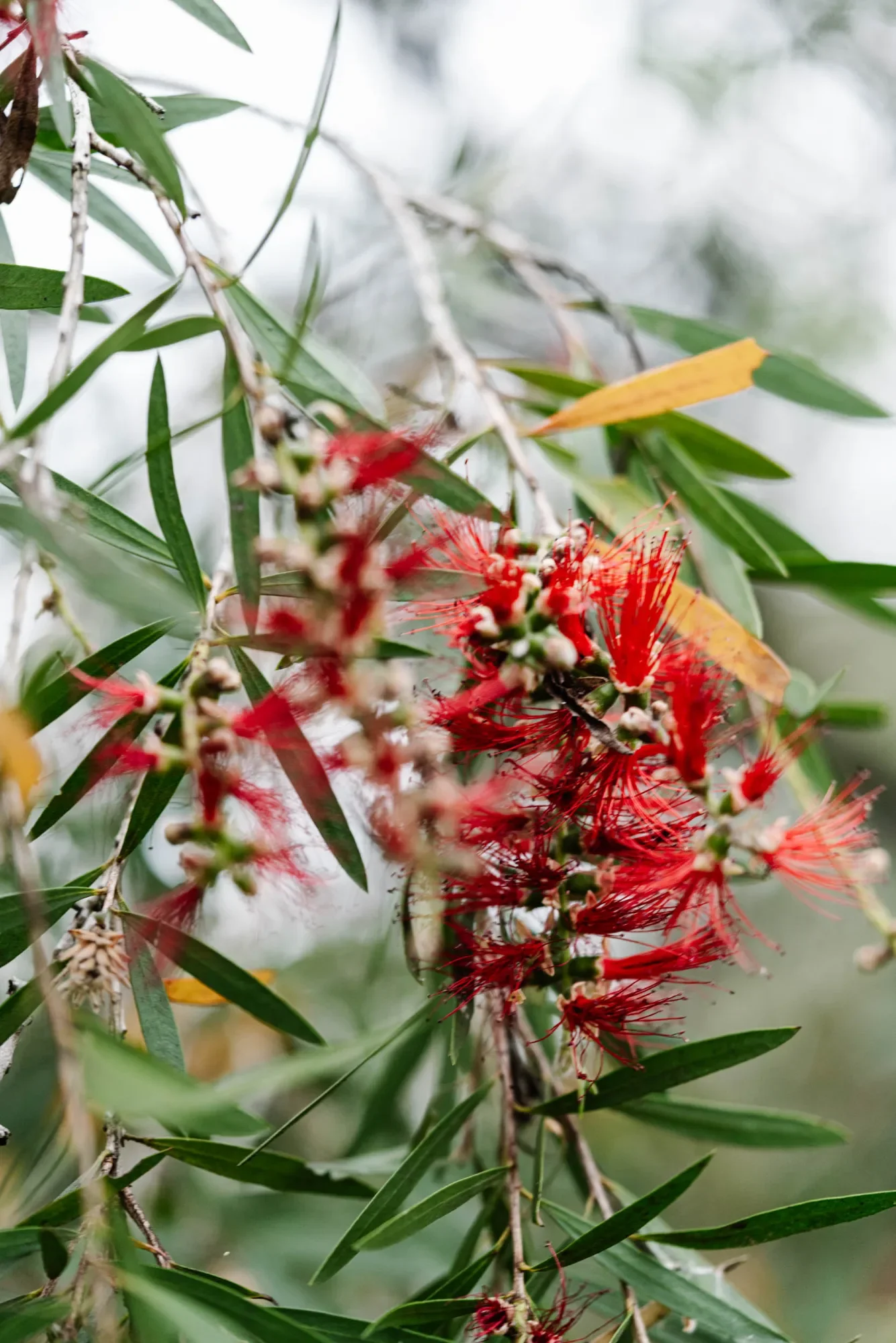 Red flowering native bottlebrush at Zambi Wildlife Sanctuary.