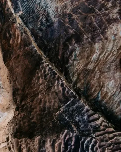 Close-up of rippled tree bark texture