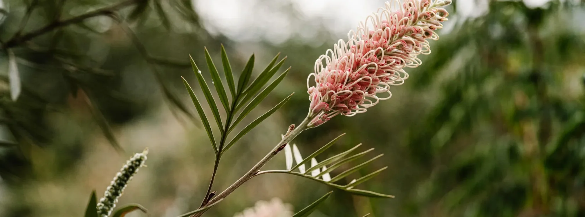 Pink grevillea flower among green leaves at Limpinwood Botanic Gardens