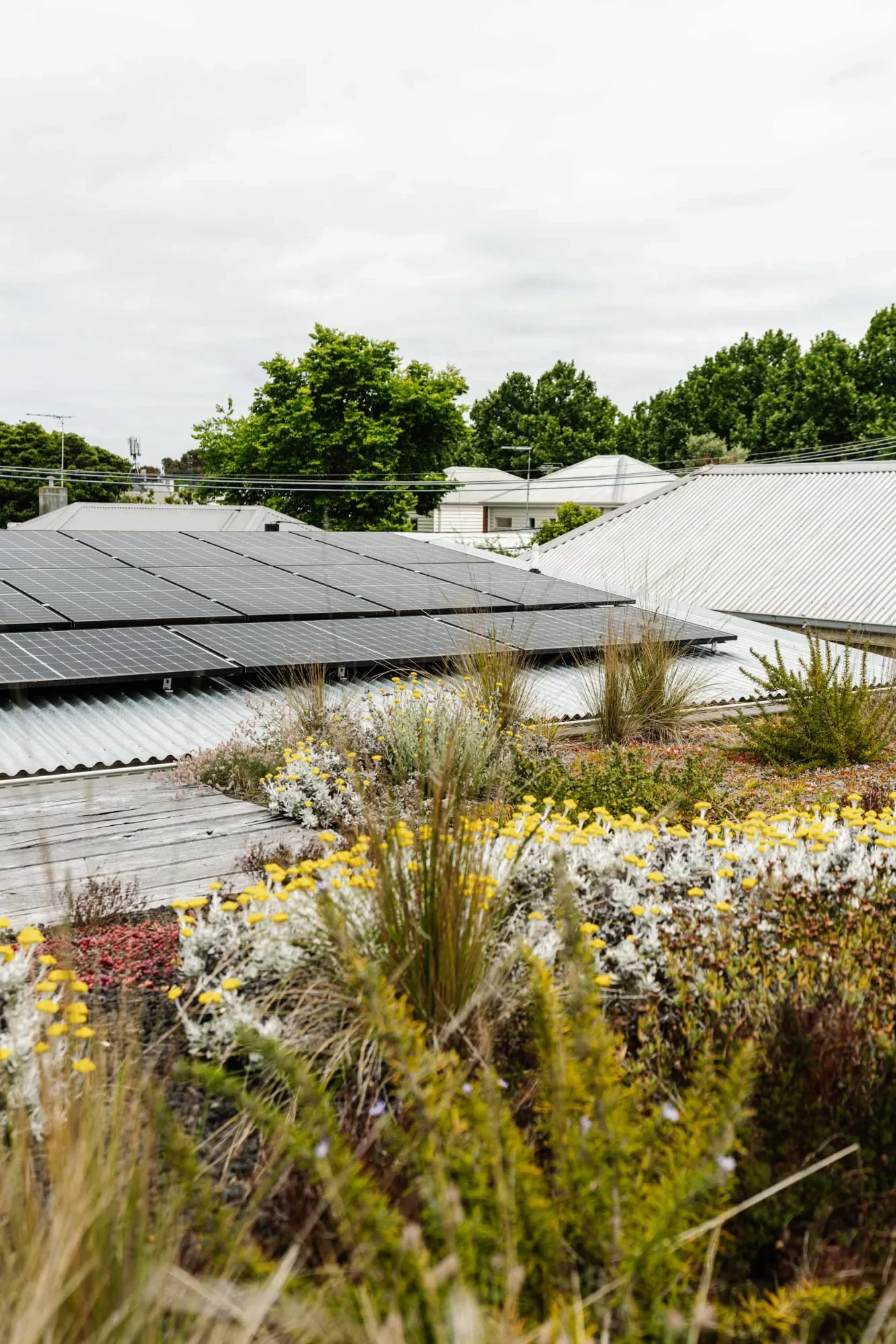 Native flowering plants on the green roof at Nest Architects, with solar panels and neighbouring rooftops behind.