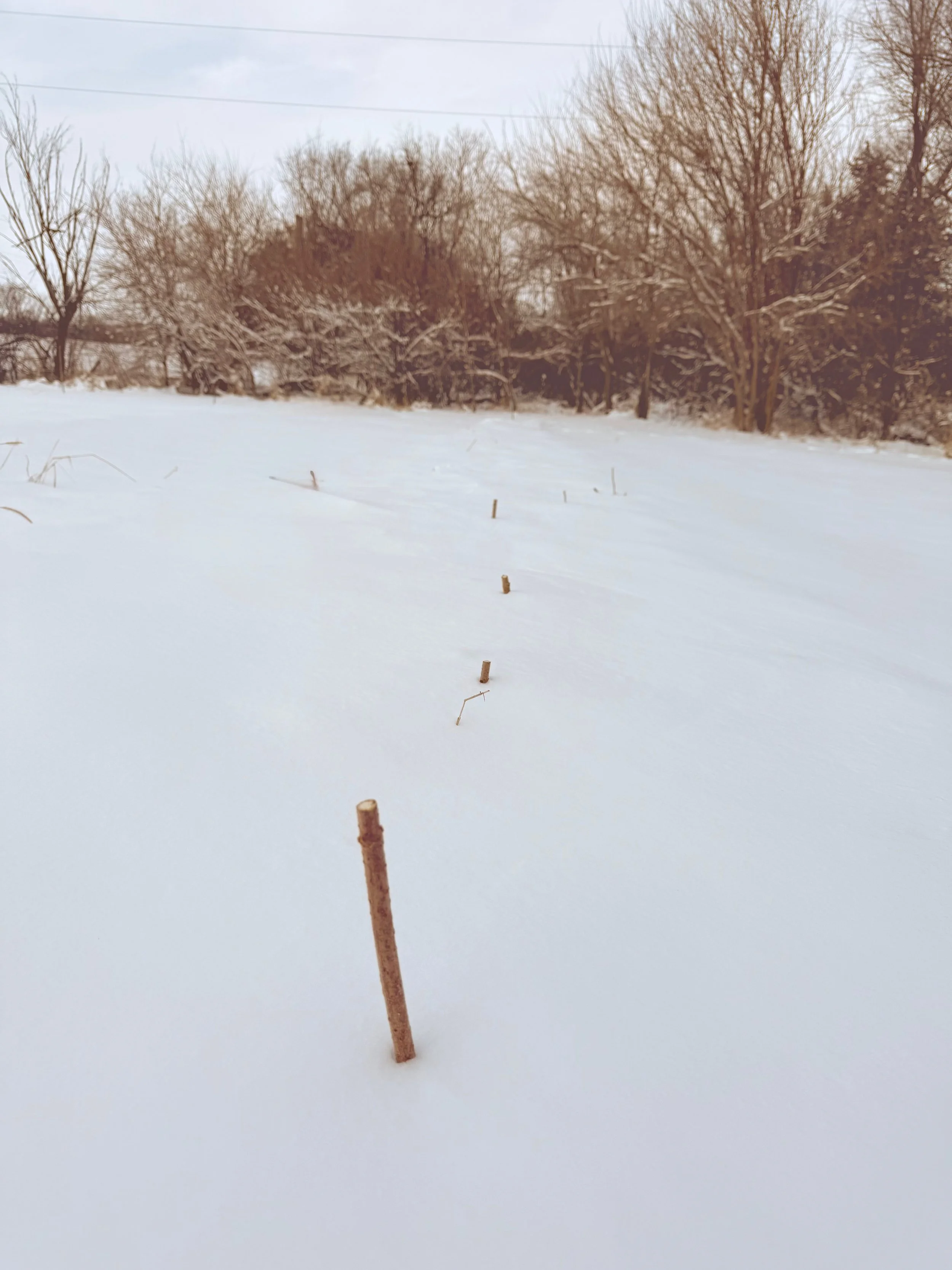 Snow-covered field with evenly spaced wooden stakes or sticks partially buried in the snow, and a background of leafless trees under a cloudy sky.