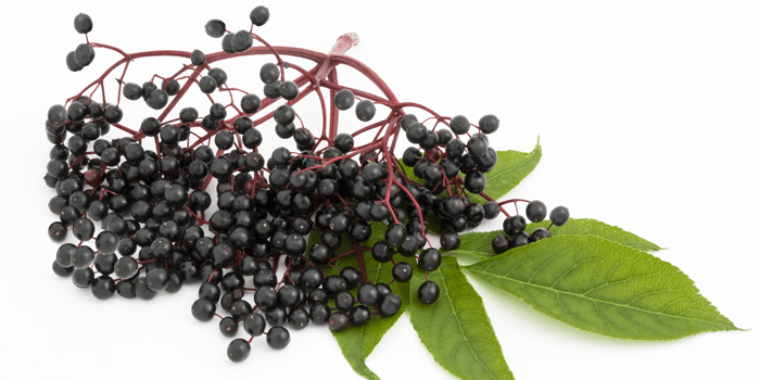 Elderberry Jelly