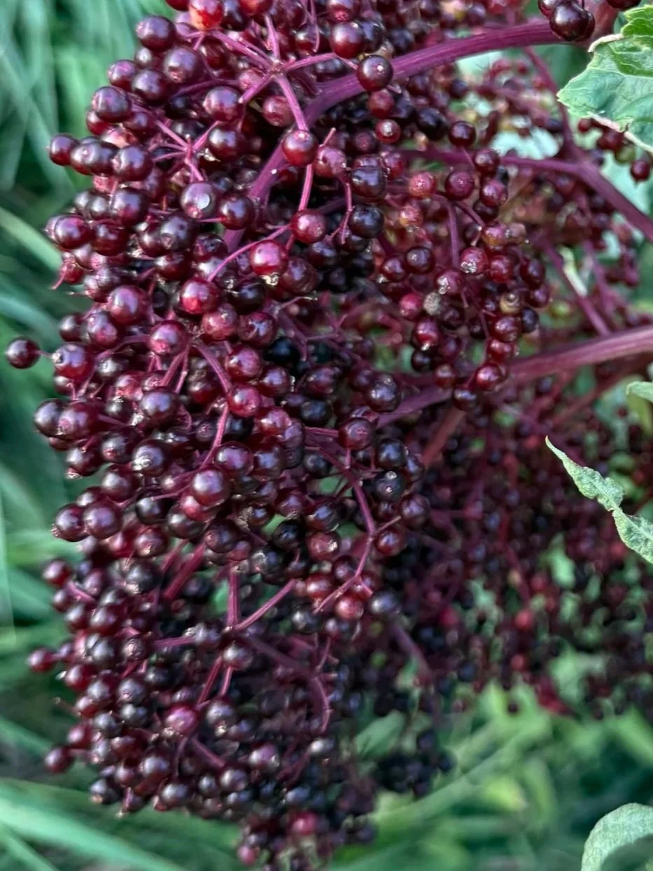 Elderberries (Frozen)