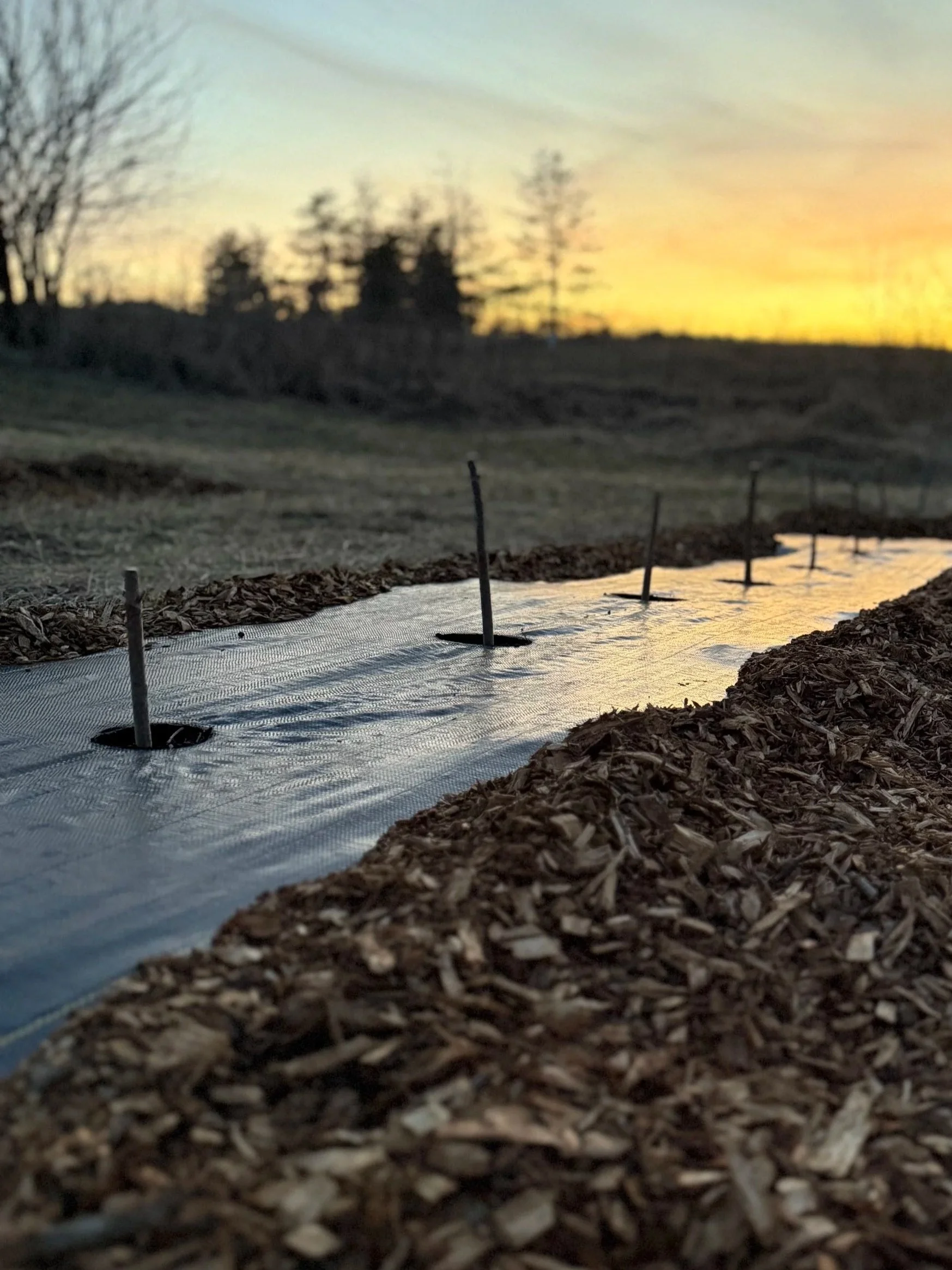 A garden bed covered with black plastic mulch, with small holes for planting, at sunset, with leaf mulch along the edges and trees in the background.