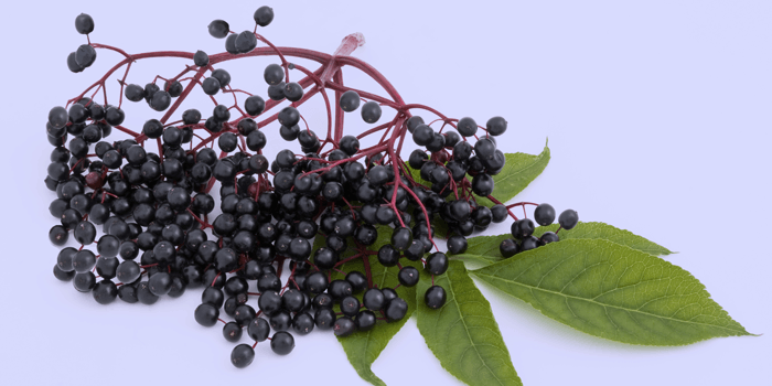 elderberries with green leaves on a light background