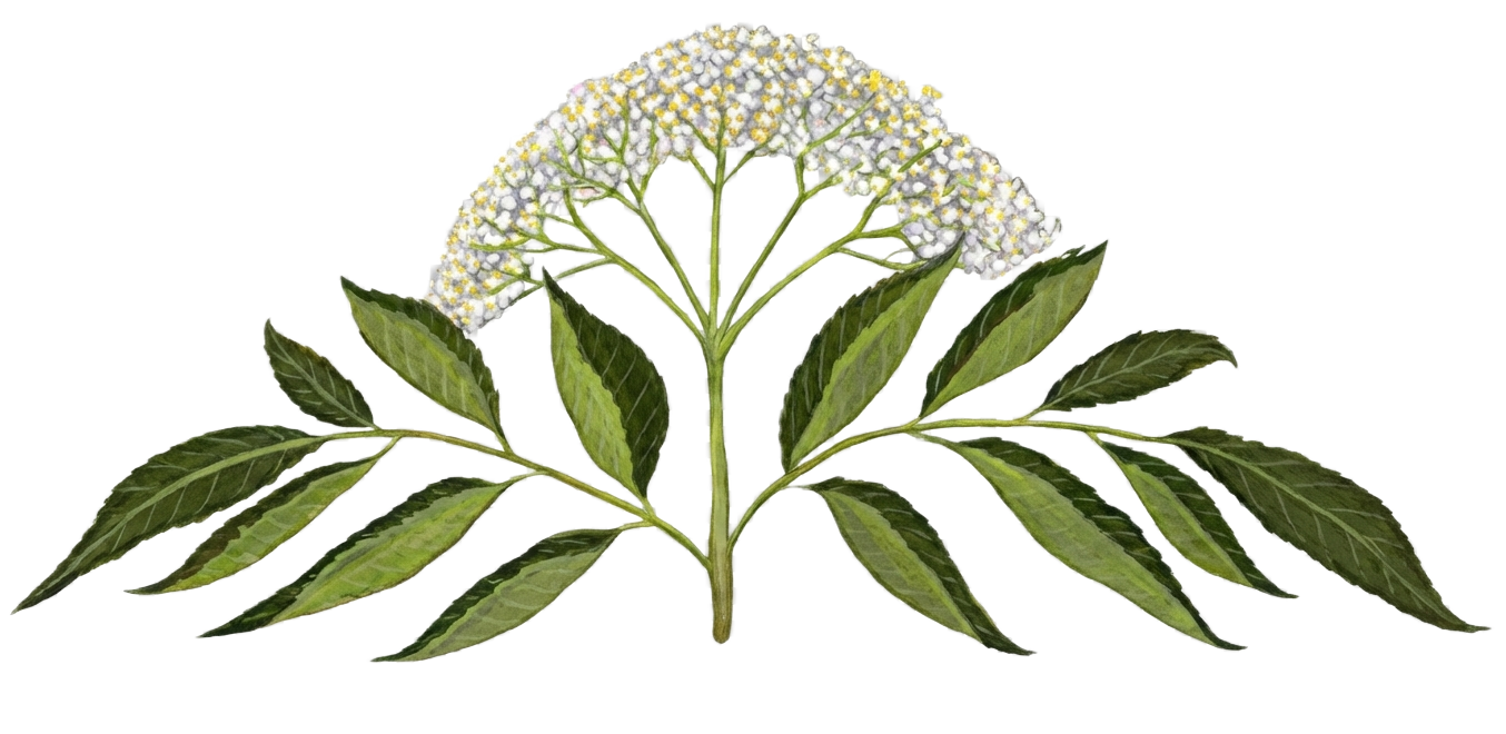 A botanical illustration of a plant with striped green leaves and white flower clusters on top.