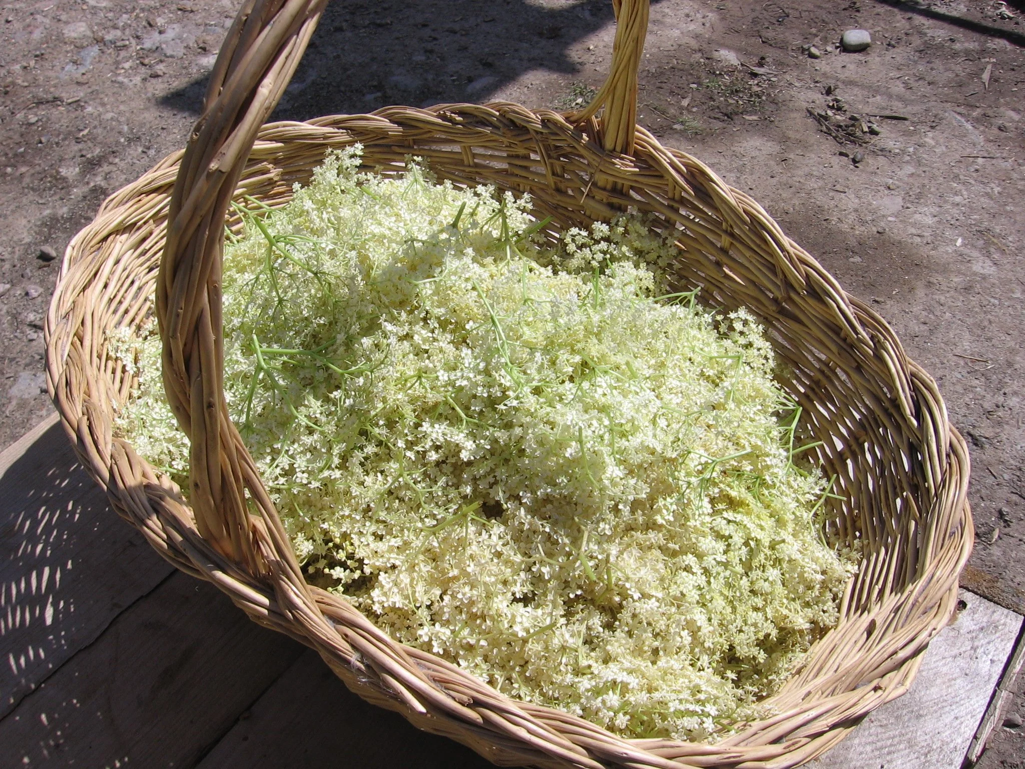 Picked_Elderflower.jpg
