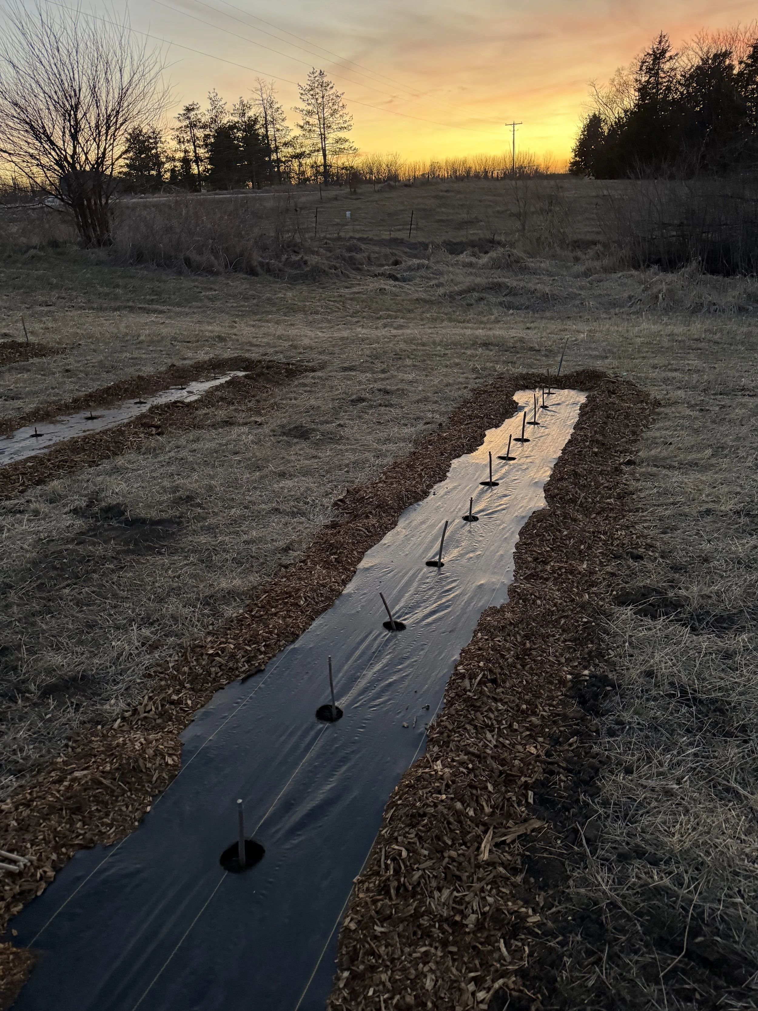 A garden bed covered with black plastic mulch at sunset, with small plastic plant tags and strings for plant support, in a field with dry grass and trees in the background.