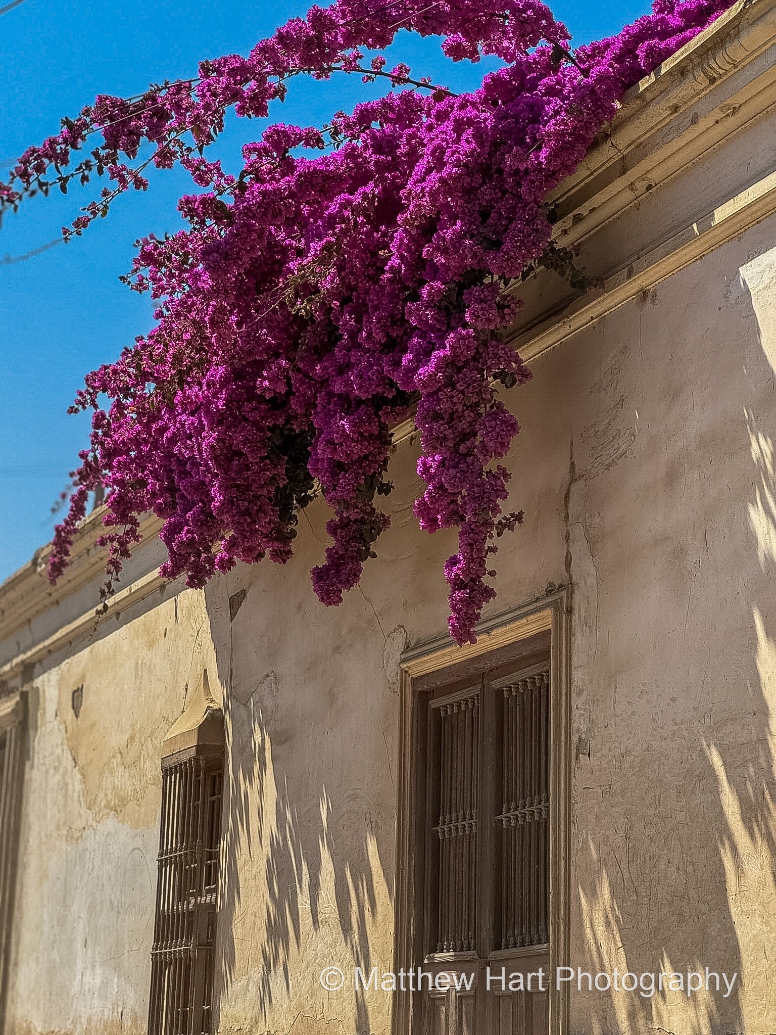 Bougainvillea