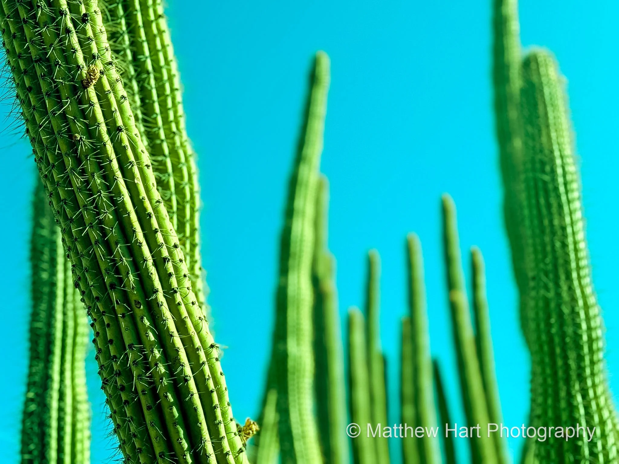 Organ Pipe Sky