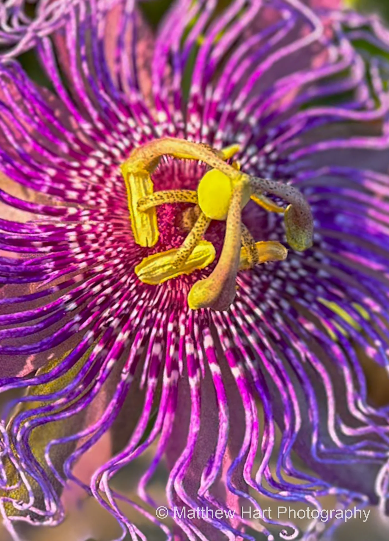 Passionflower Center