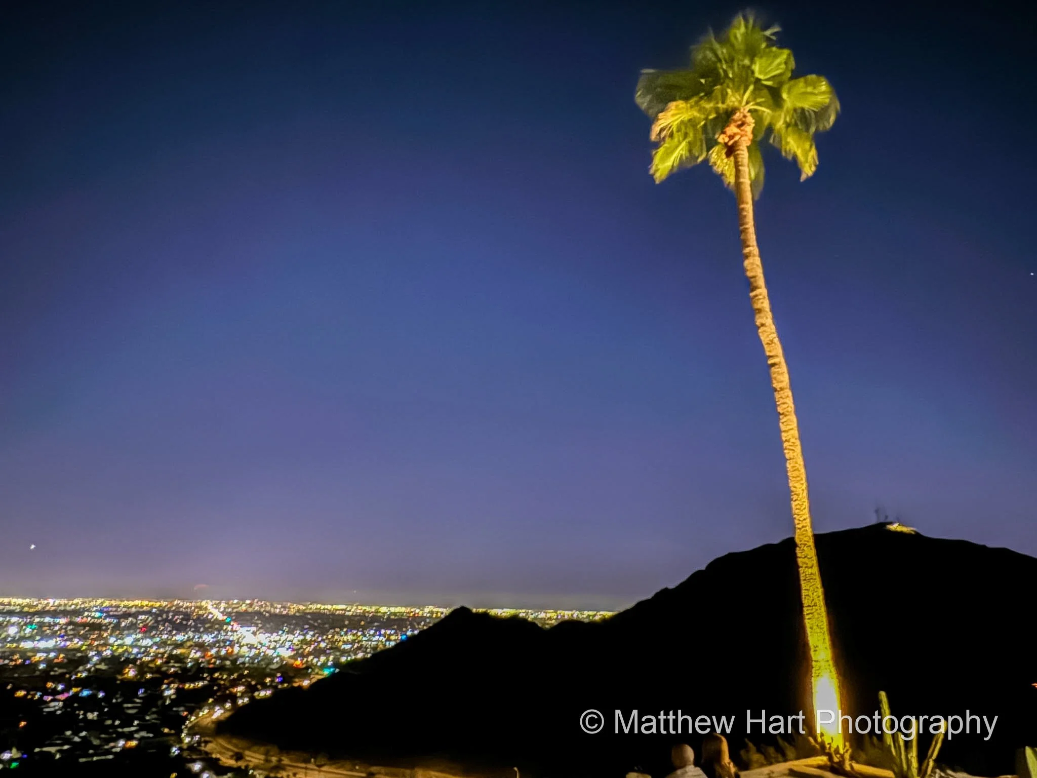 One Palm, One City