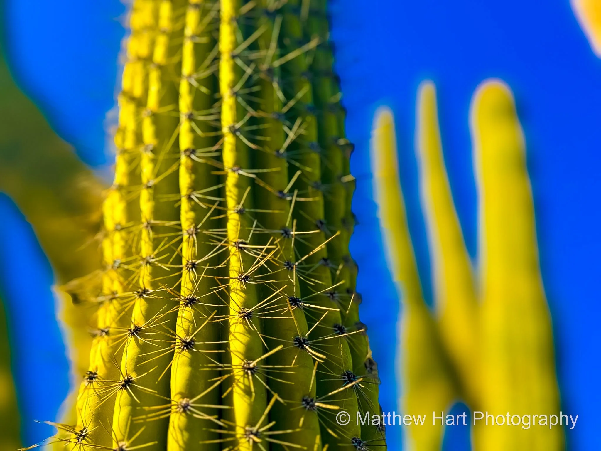 Desert Gold