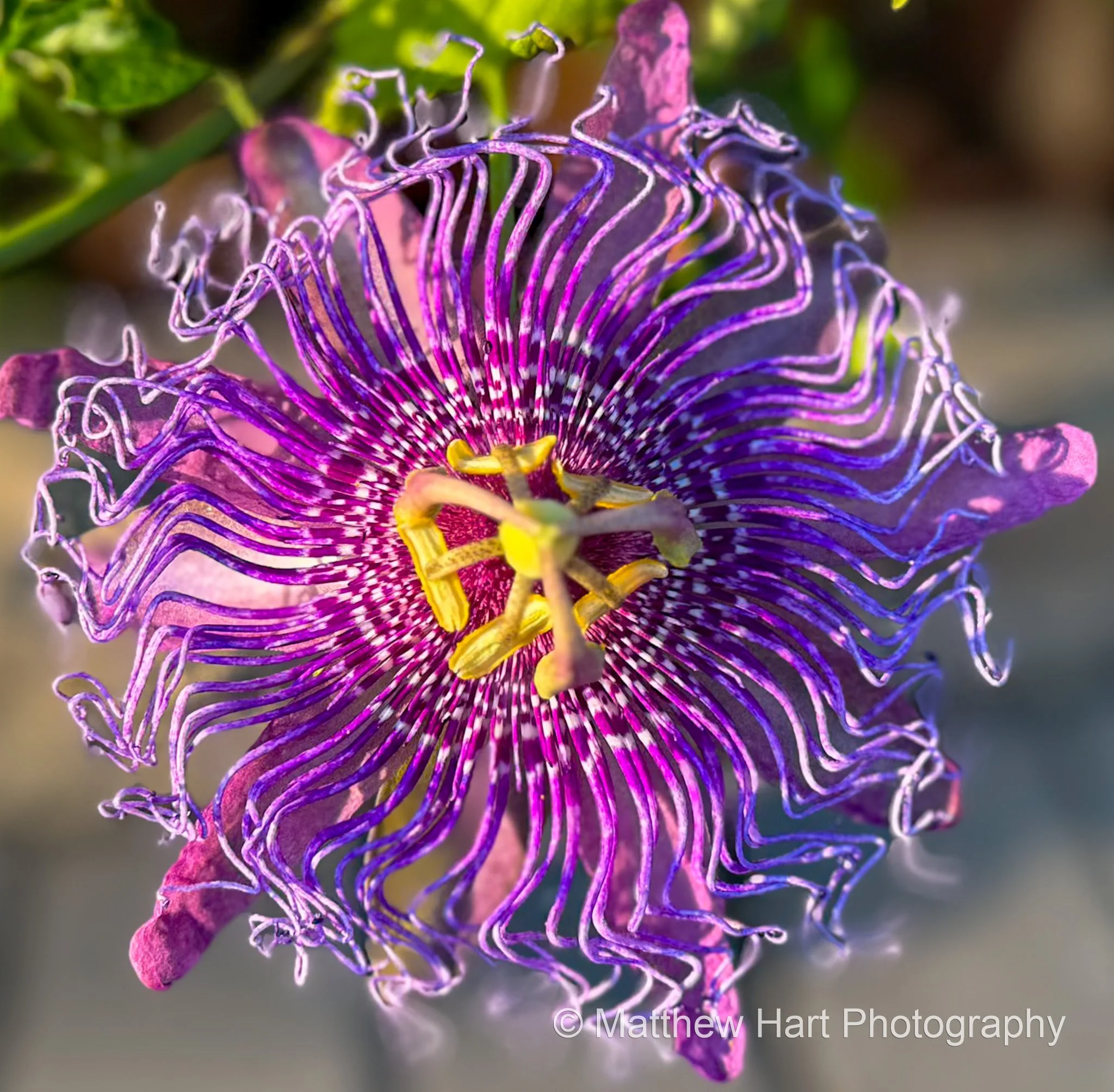 Passionflower