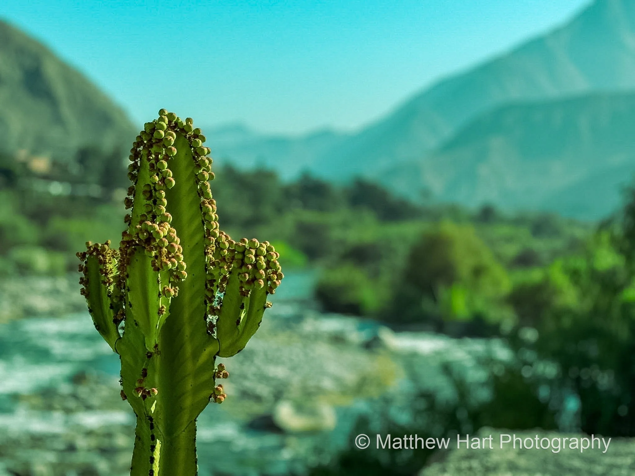 Cactus and Current