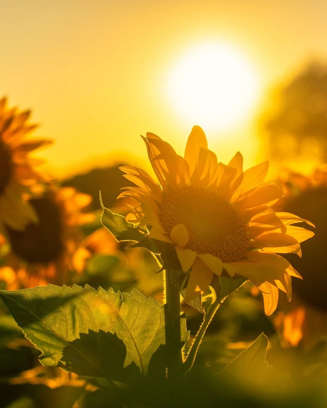 Sunflower in a field during sunset, backlit with a bright sun in the sky.