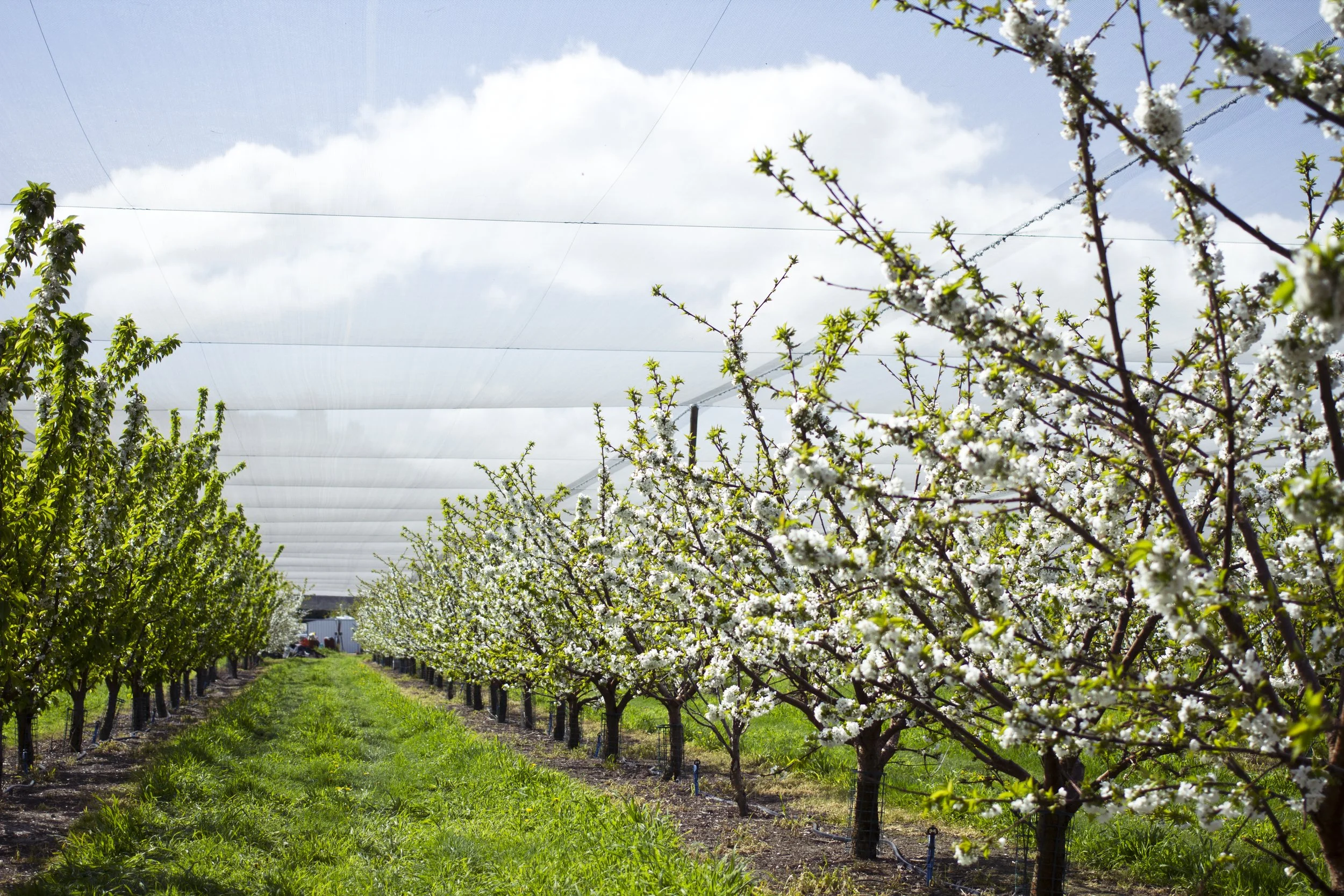A row of blossoming fruit trees in an orchard under a partly cloudy sky, with protective netting overhead.