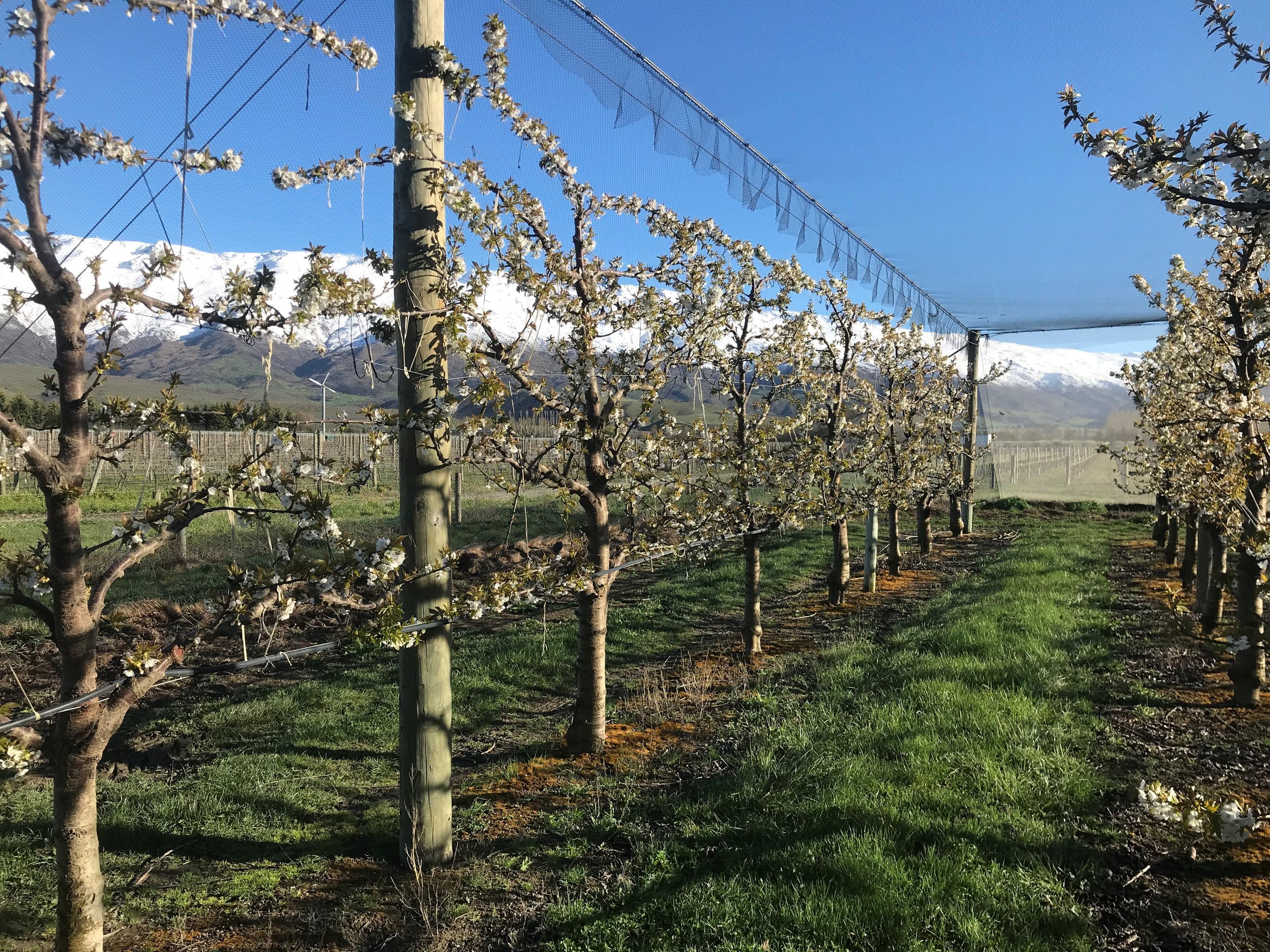 A cherry orchard with blossoming trees supported by wooden posts and netting overhead, with distant mountains and snow-capped peaks under a blue sky.