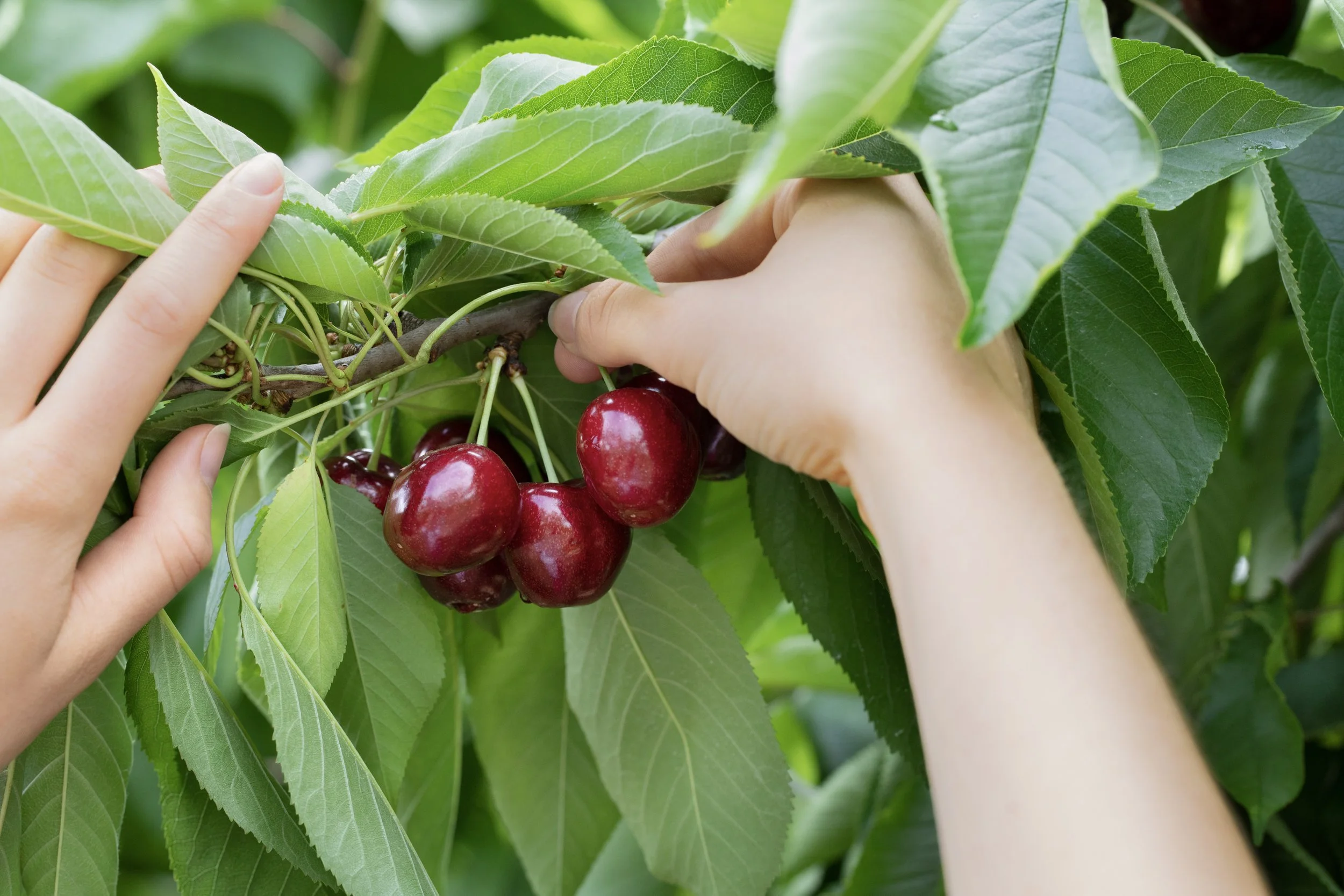 Close-up of several ripe, red cherries hanging from a cherry tree branch surrounded by green leaves, with two hands gently holding the branch.