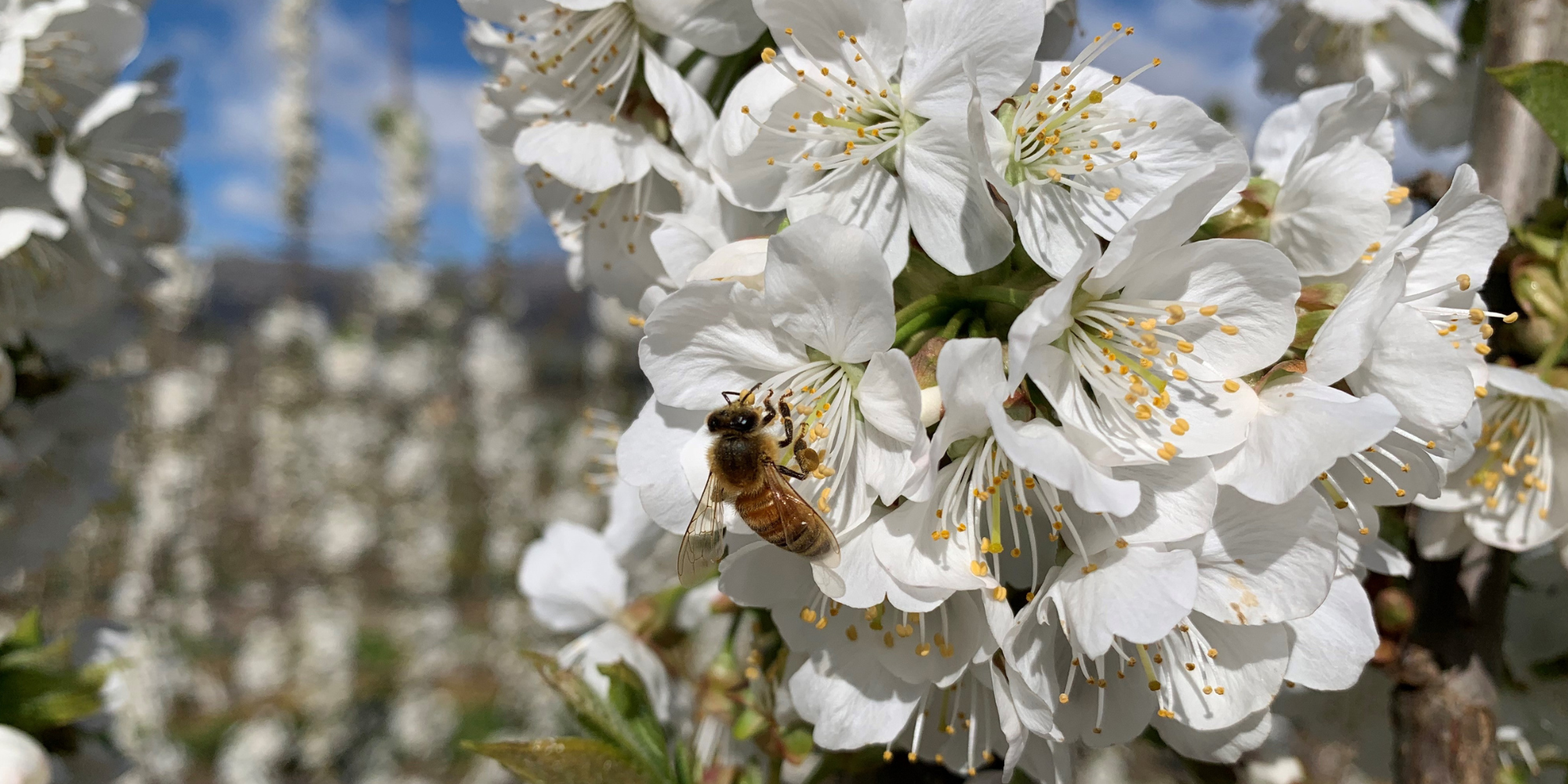 A close-up of white cherry blossoms with a bee collecting nectar from the flowers.