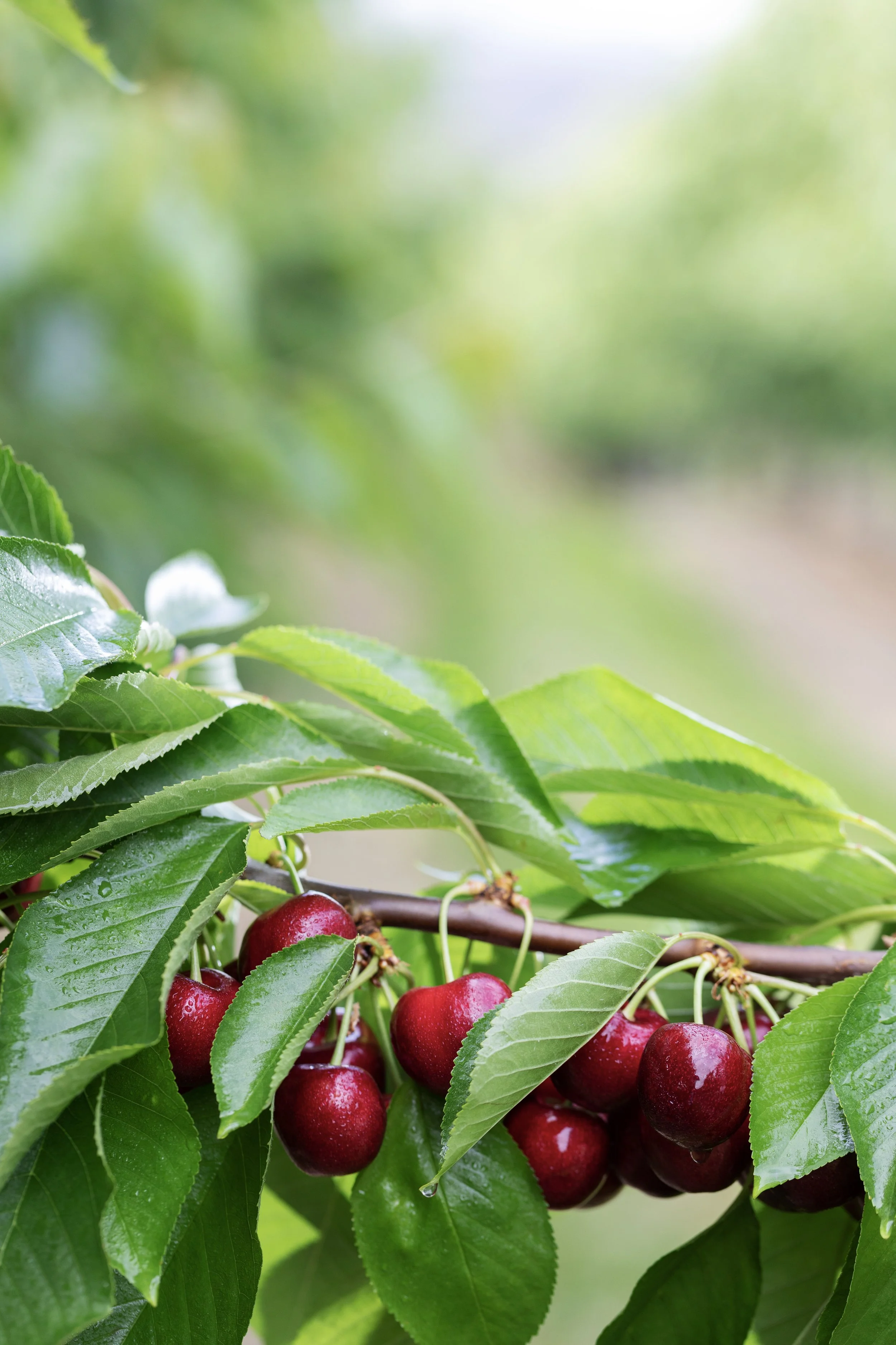 Cluster of ripe, red cherries hanging from a cherry tree branch with green leaves.