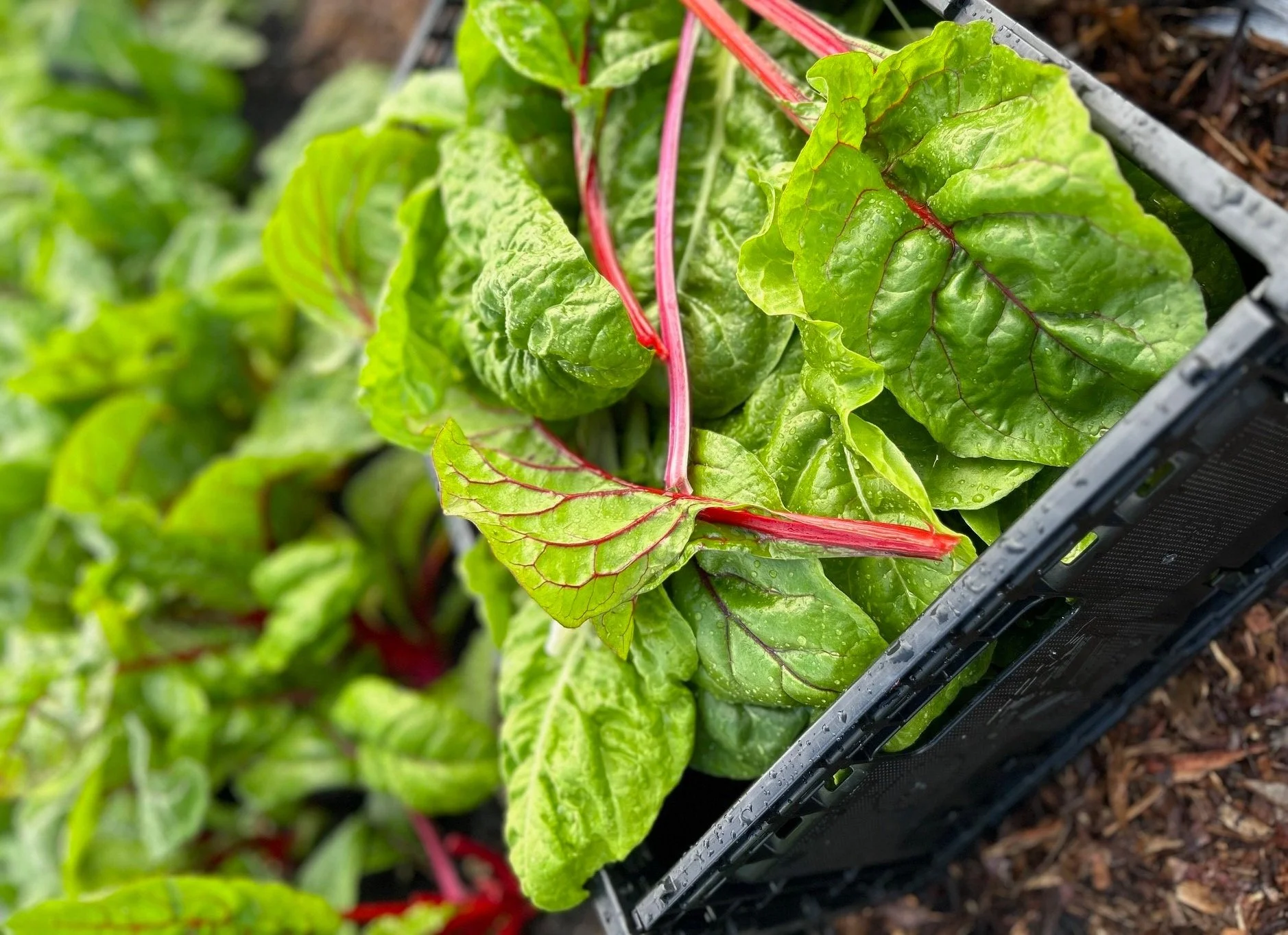 Food For Change - Veggies &amp; Volunteering