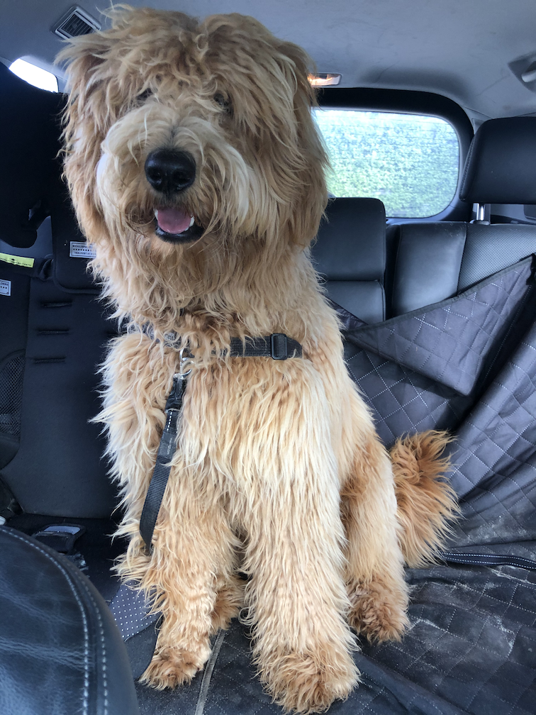 Before getting groomed