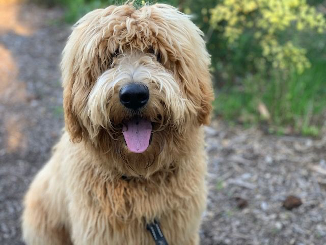 Shaggy look