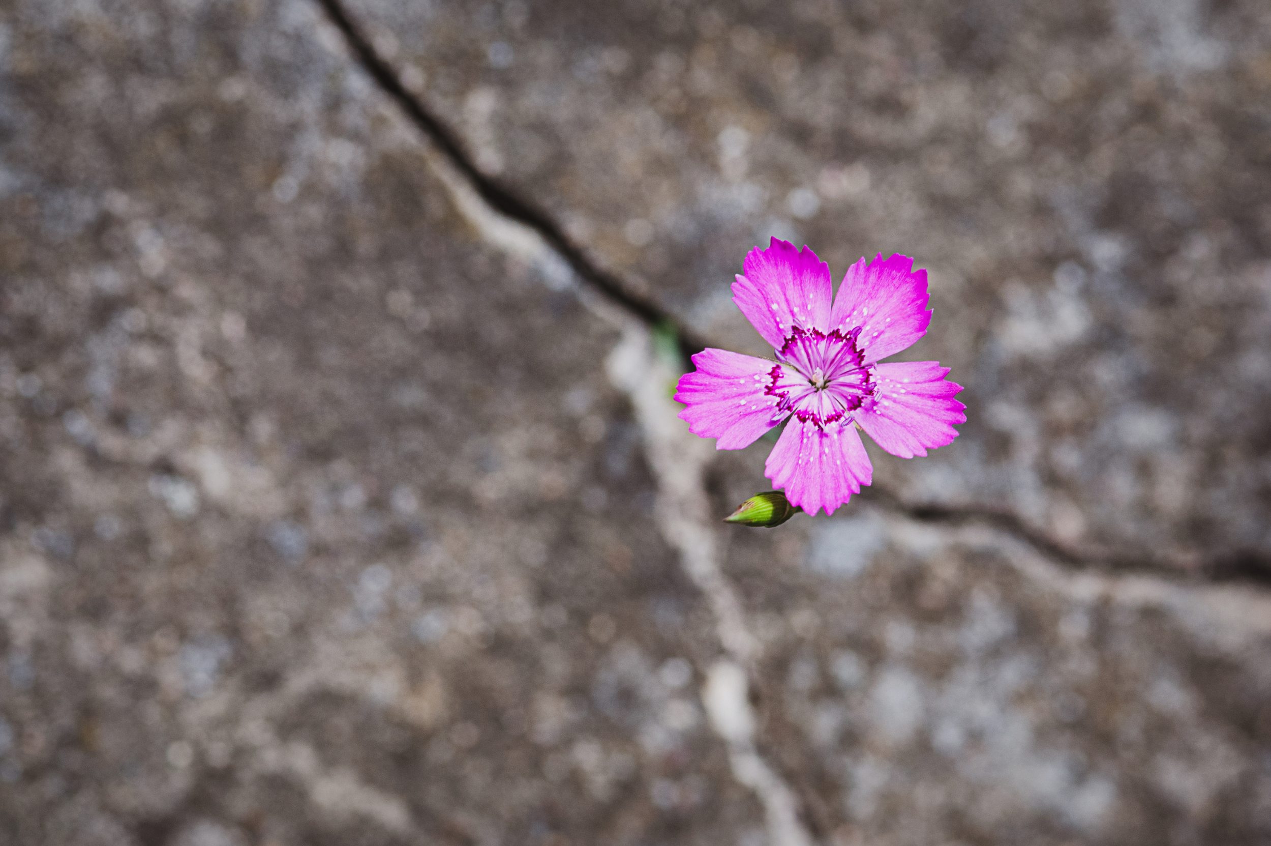 Being Resilient in Your Job Search