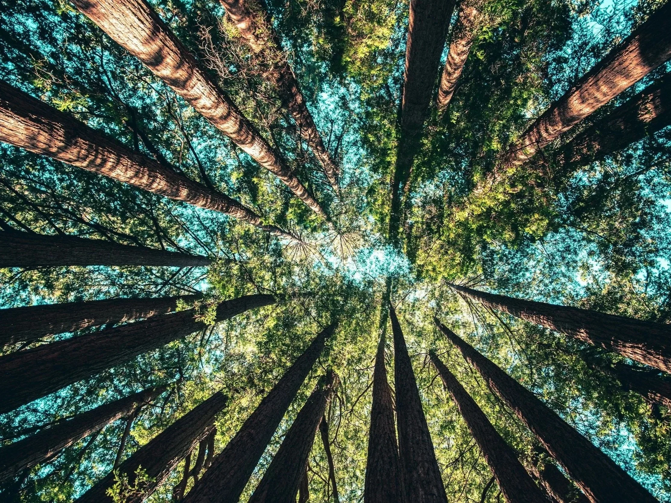 Leading with purpose | BCorp Journey