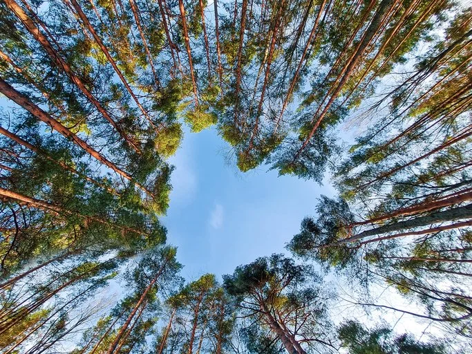 Trees forming a love heart shape, representing Environment & Sustainability in the For-Purpose Sector