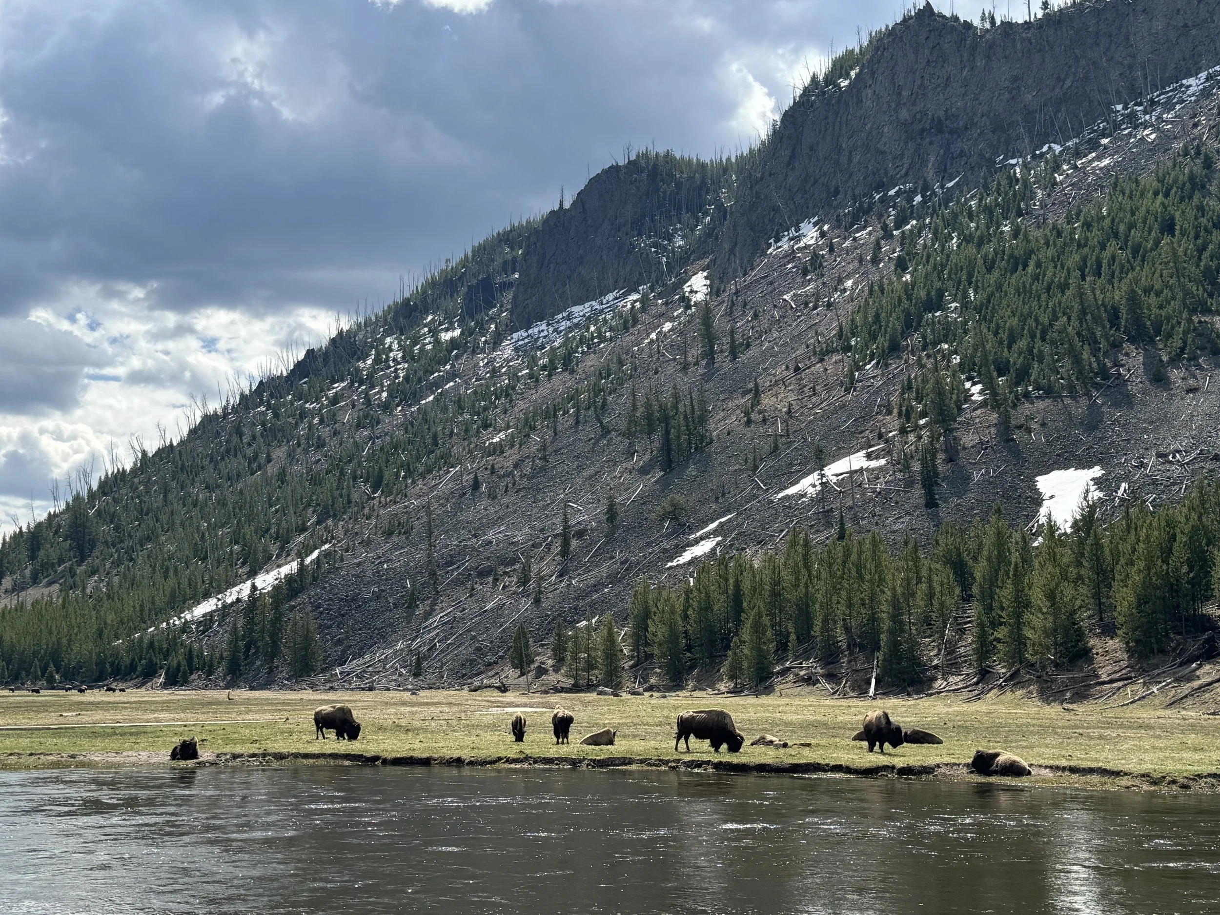 Bison grazing near a river in a grassy meadow, with a mountain slope covered in trees and patches of snow in the background, under a cloudy sky.