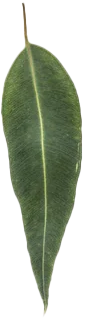 Close-up of a single green leaf with a central vein, hanging from a branch.