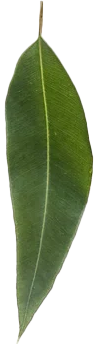 A close-up of a green eucalyptus leaf with a smooth surface and prominent central vein.