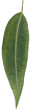 Close-up of a green eucalyptus leaf with a pointed tip and smooth edges.