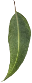Close-up of a single green leaf