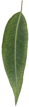 Close-up of a green eucalyptus leaf with a smooth, elongated shape and central vein.