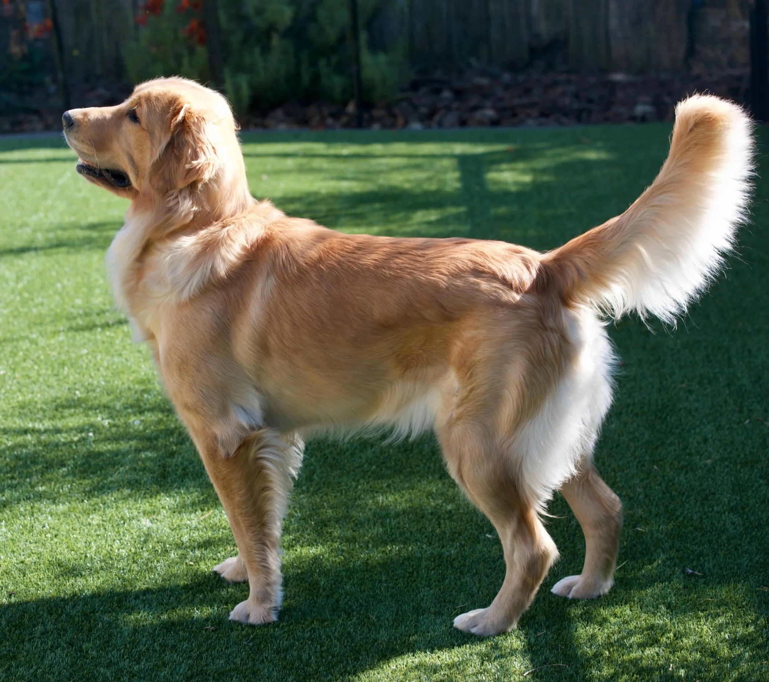 These hips don't lie! Goldie's OFA results are in: 

 🏆Hips: Excellent
 ✅ Elbows: Normal
 ❤️ Cardiac: Normal 
 🧬 Full genetic panel complete (100% golden retriever, whew 😜)

So proud of this girl. Ethical breeding for healthy parents and healthy p