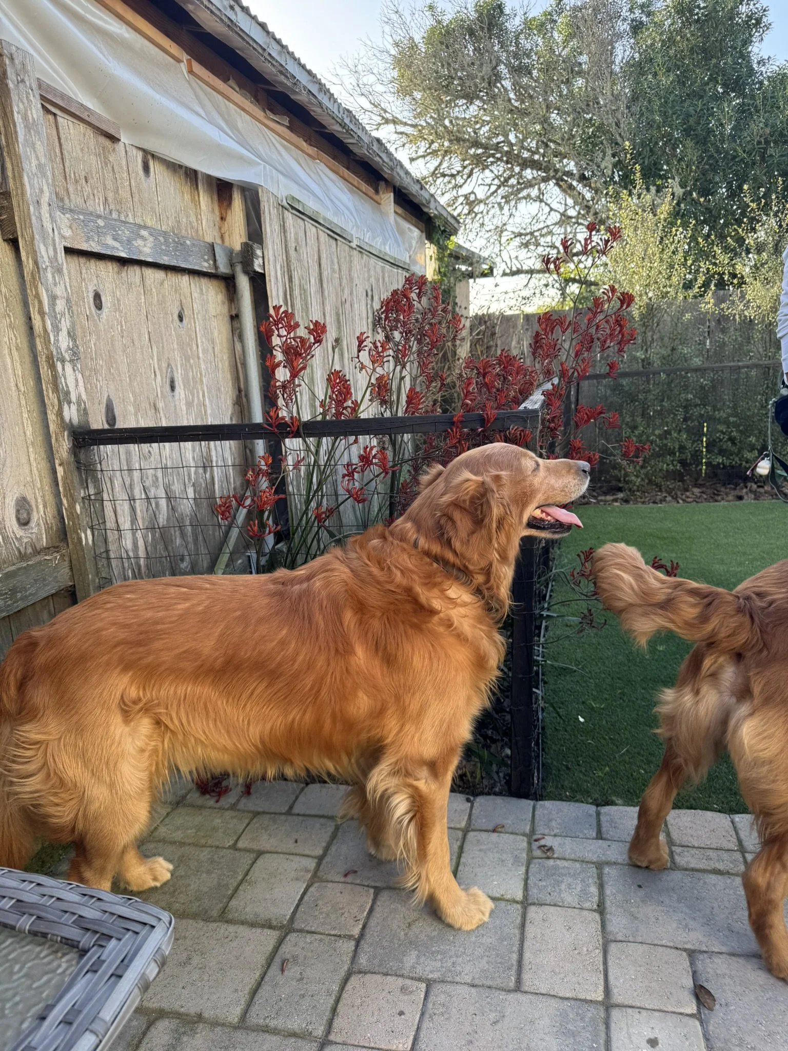 Hudson - sire of Friends Litter