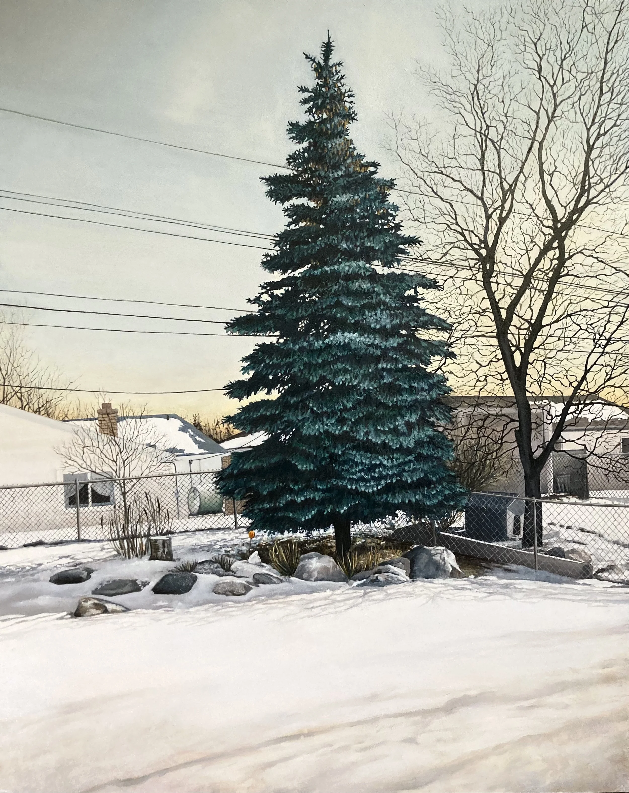 "Blue Spruce at Jamestown Road", 24x30in, oil on panel, 2021 (private collection)