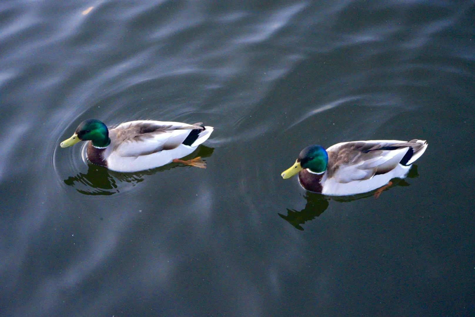 DSC03121.JPG