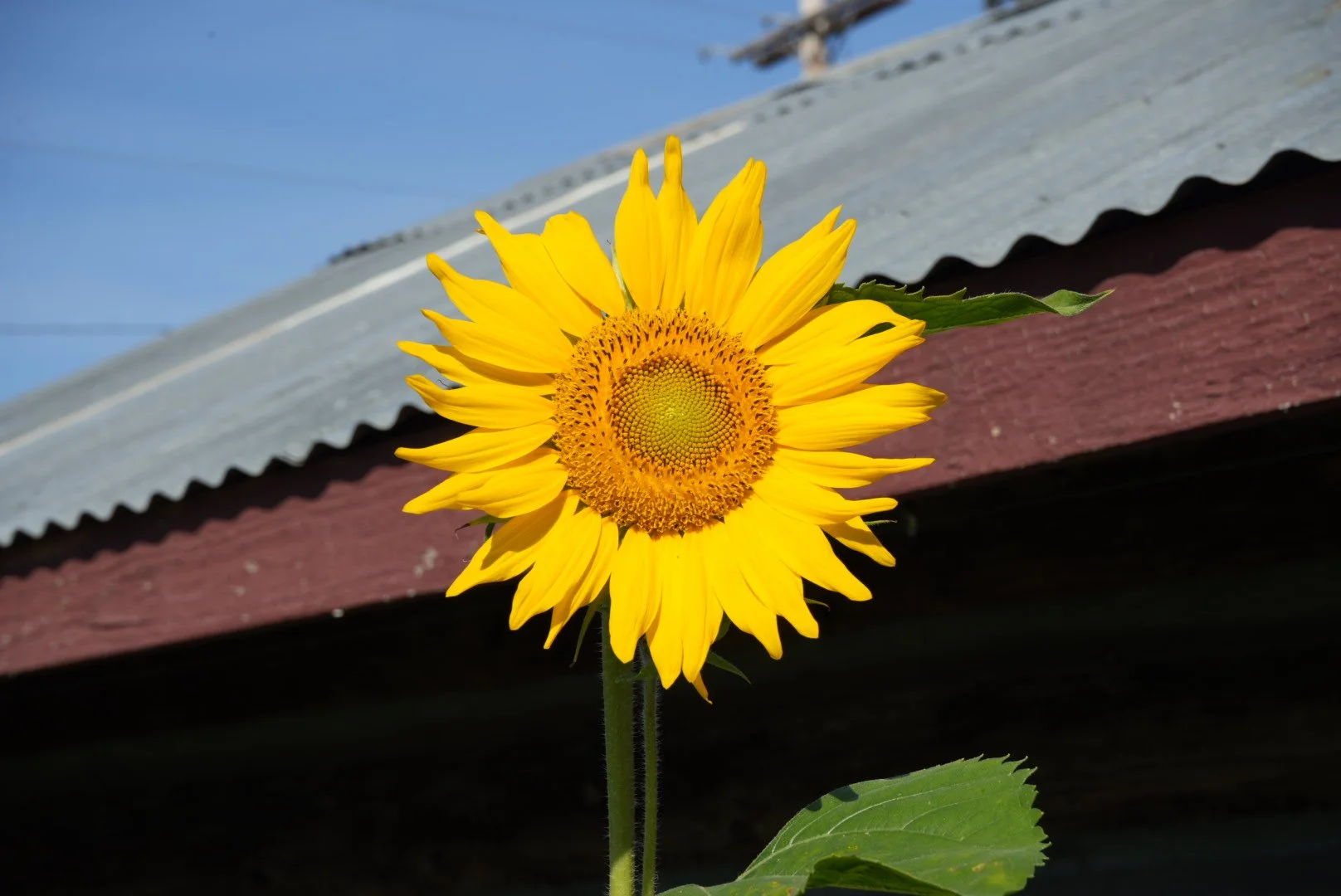 DSC03297.JPG
