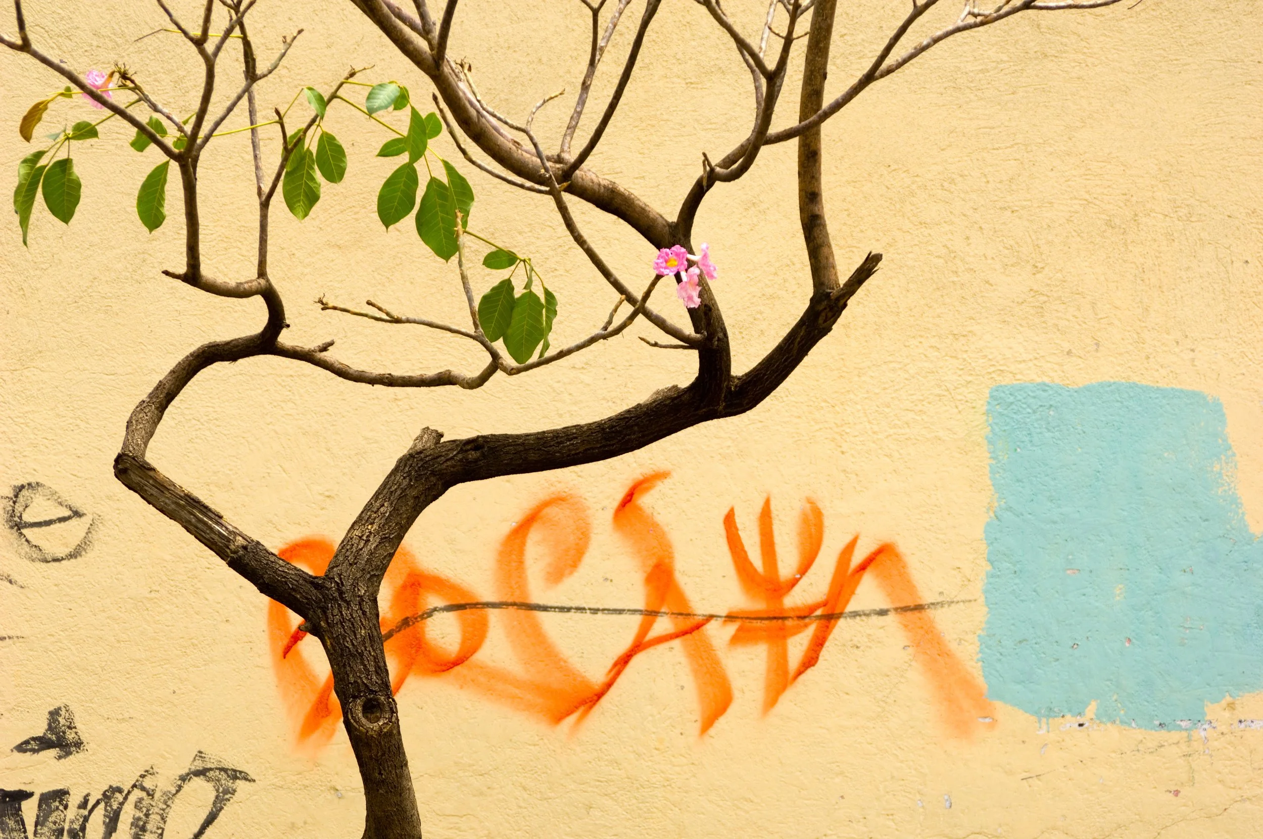 ©Maia Rose Landau_Oaxaca003a.jpg