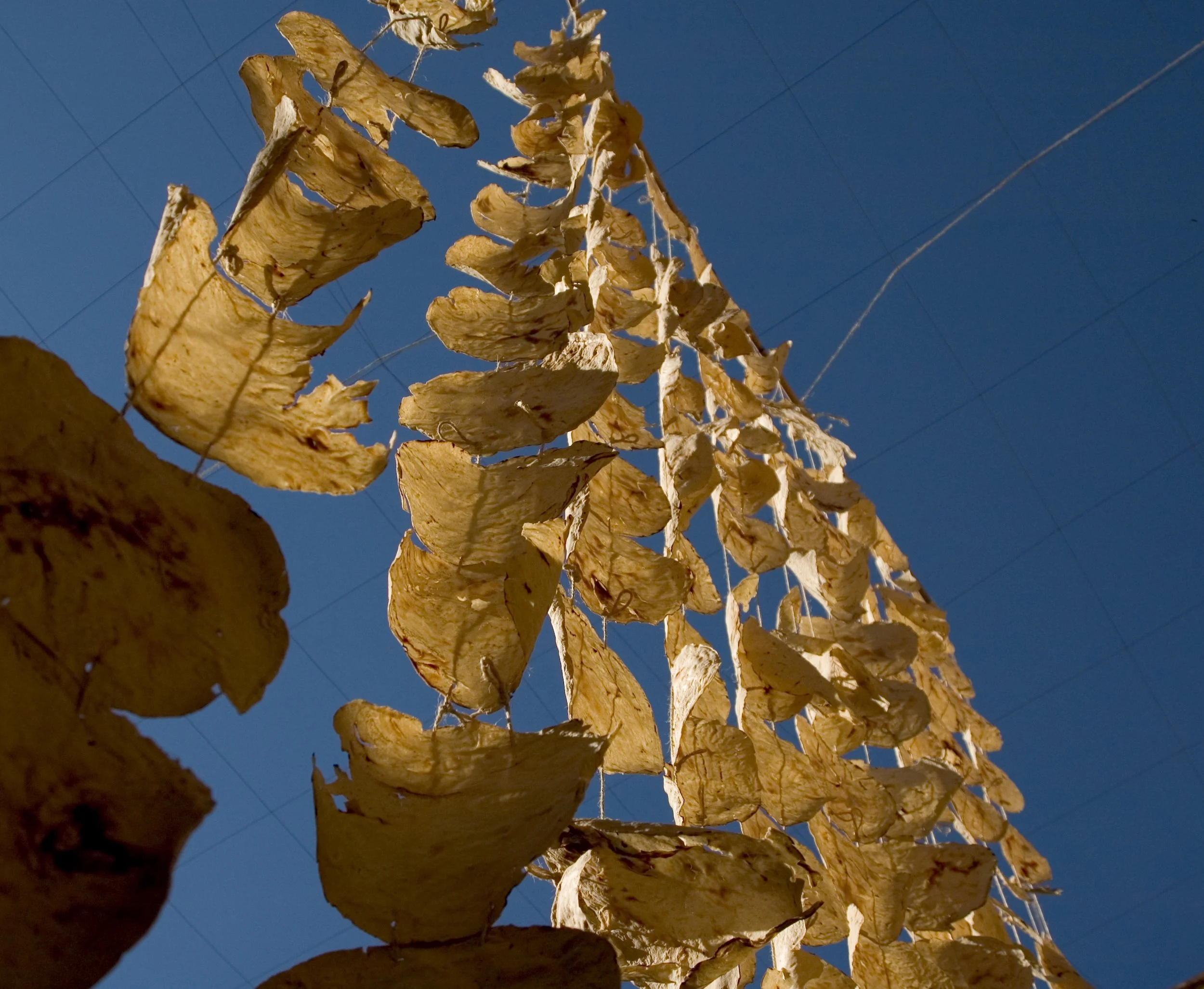 ©Maia Rose Landau_Oaxaca025.jpg