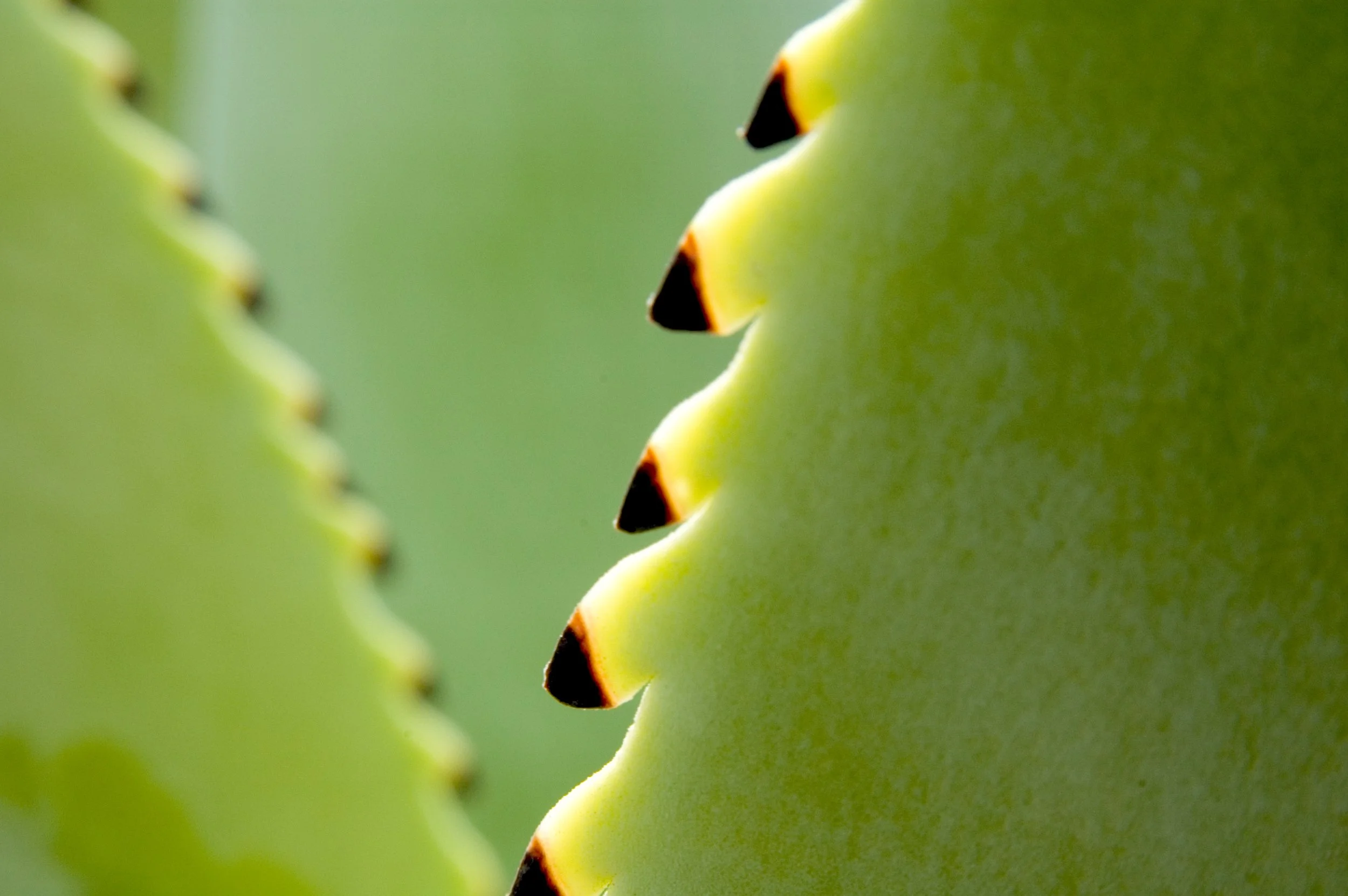 ©Maia Rose Landau_Oaxaca013.jpg
