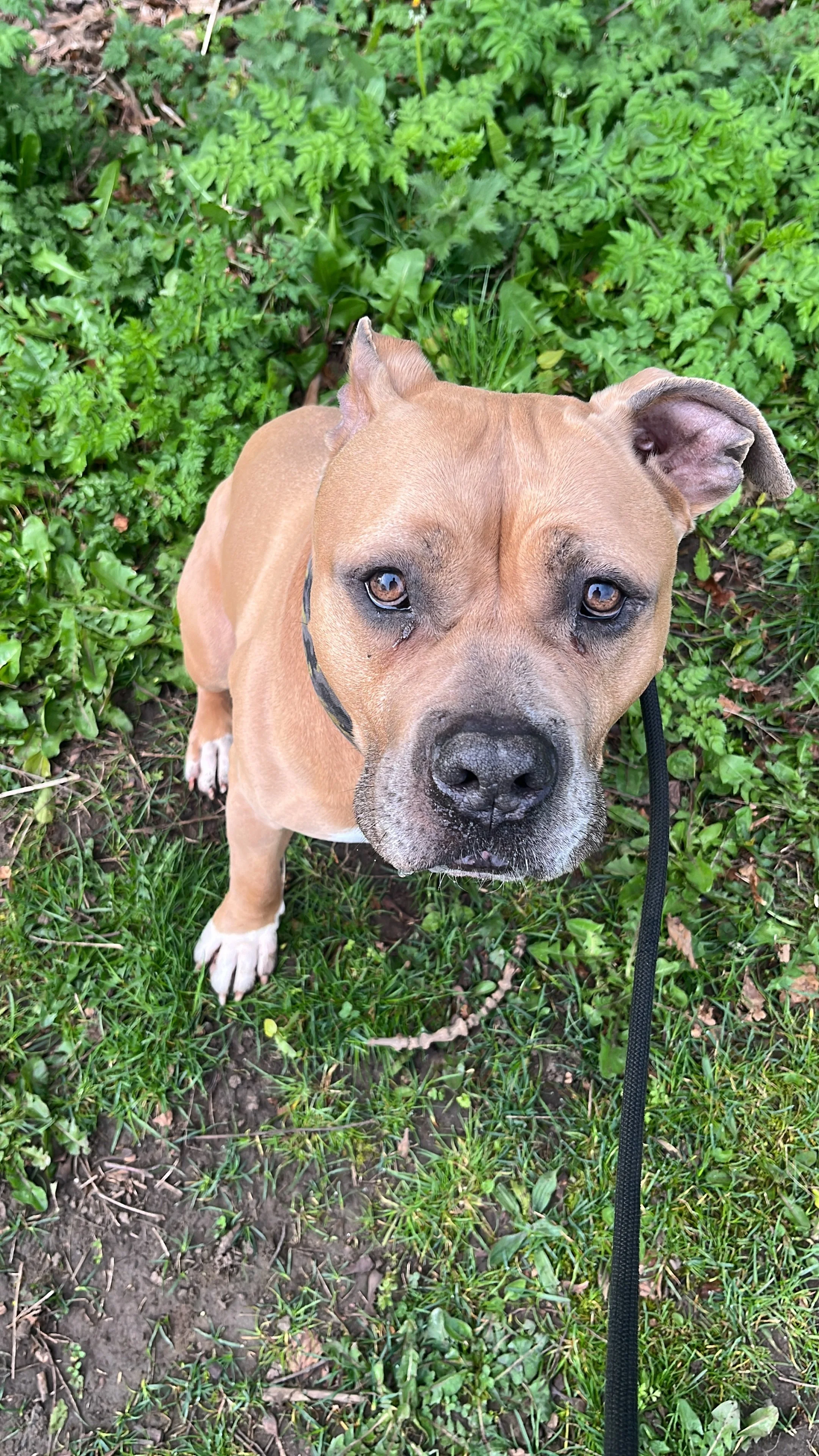 A brown pitbull dog with a black collar sitting on grass and looking up at the camera, surrounded by green plants and bushes.