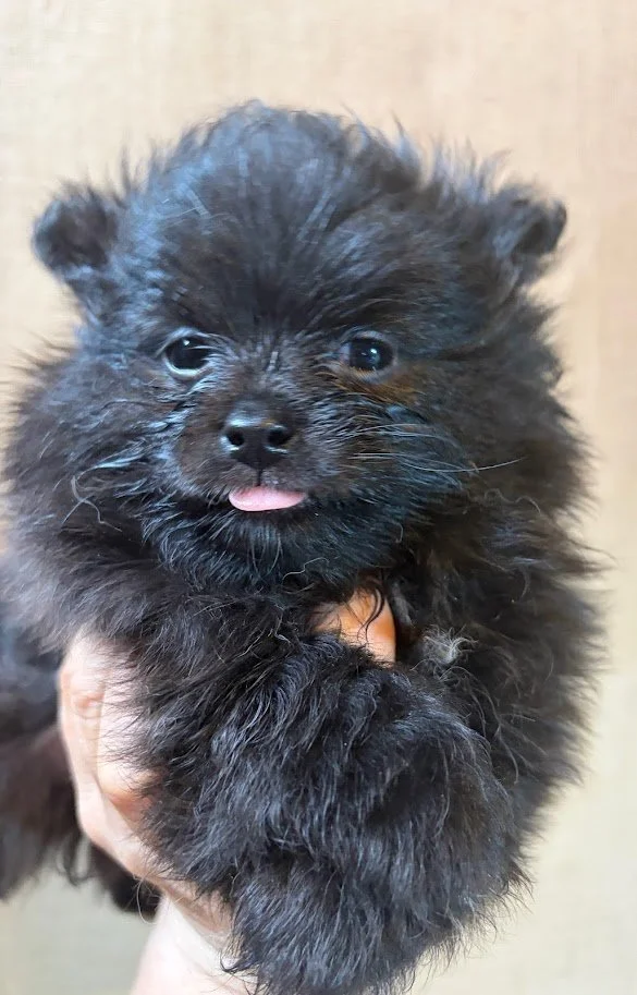 A tiny black puppy with fluffy fur and small ears being held up. The puppy has shiny eyes and a small pink tongue sticking out.