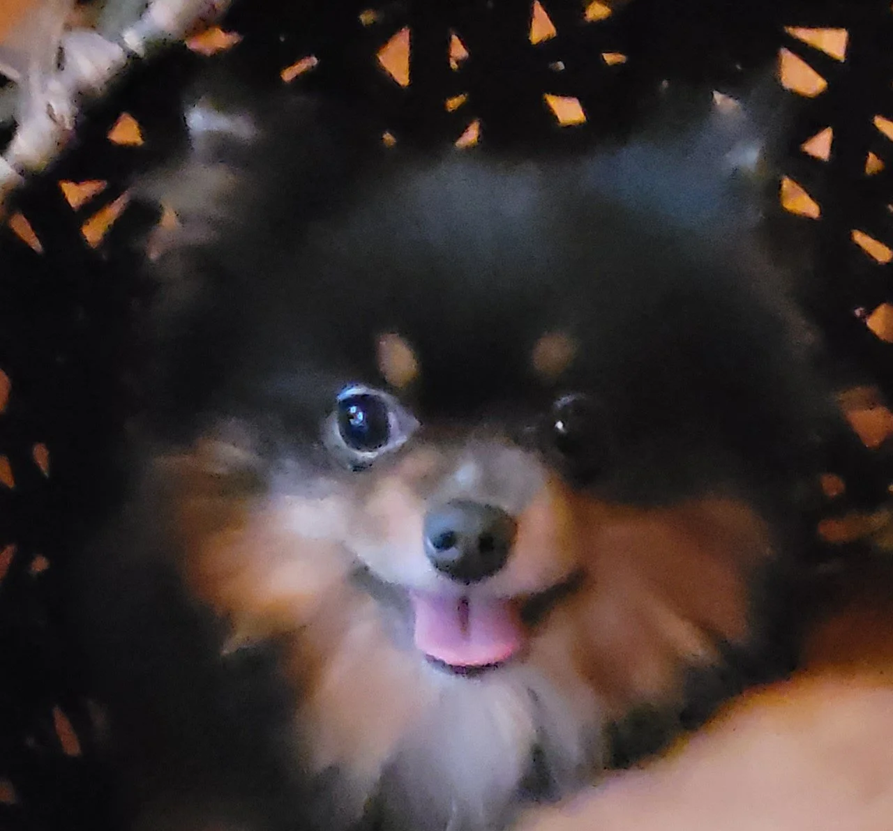 A small black and brown dog with big eyes and a pink tongue sticking out, wearing a black plastic or rubber hat with orange accents.