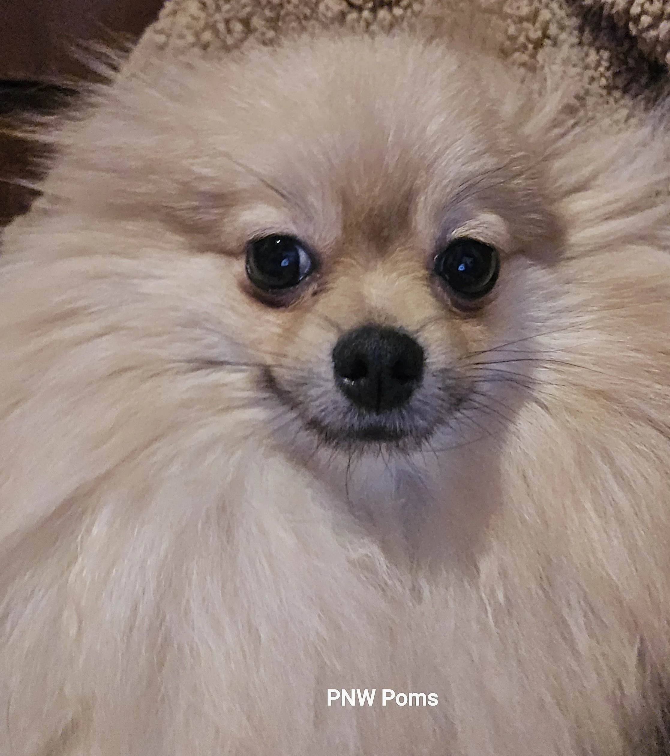 Close-up of a small dog with fluffy light brown fur and dark eyes, captioned 'PNW Poms'.